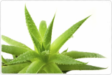 Anti aging Raw Material Aloe vera Extract 